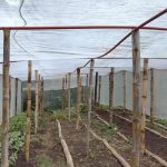 Familias de Planes de la Laguna fortalecen su producción y comercialización de alimentos